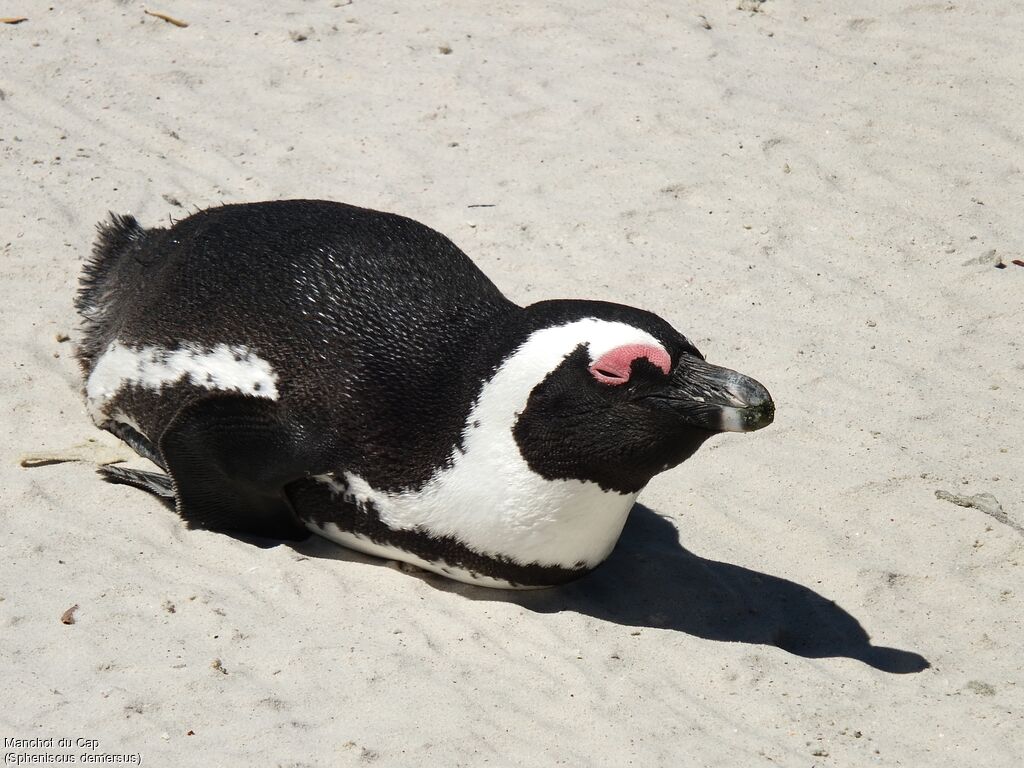 African Penguin