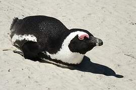 African Penguin