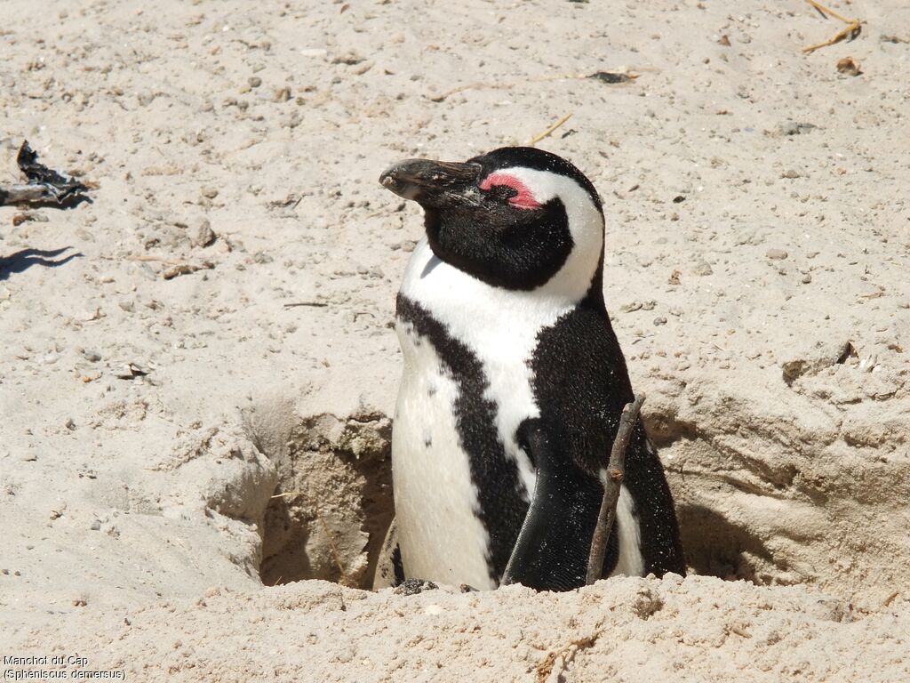 African Penguin