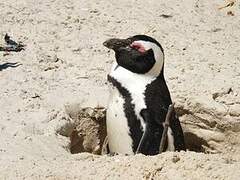 African Penguin