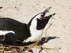 African Penguin