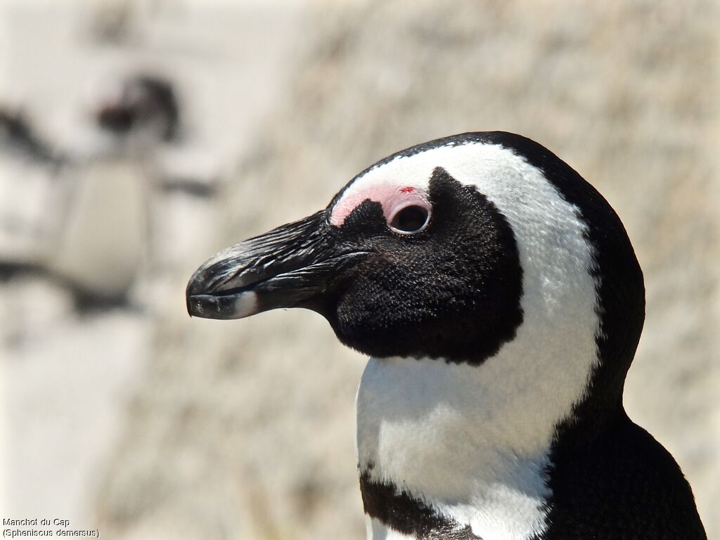 African Penguin