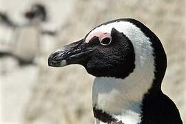 African Penguin