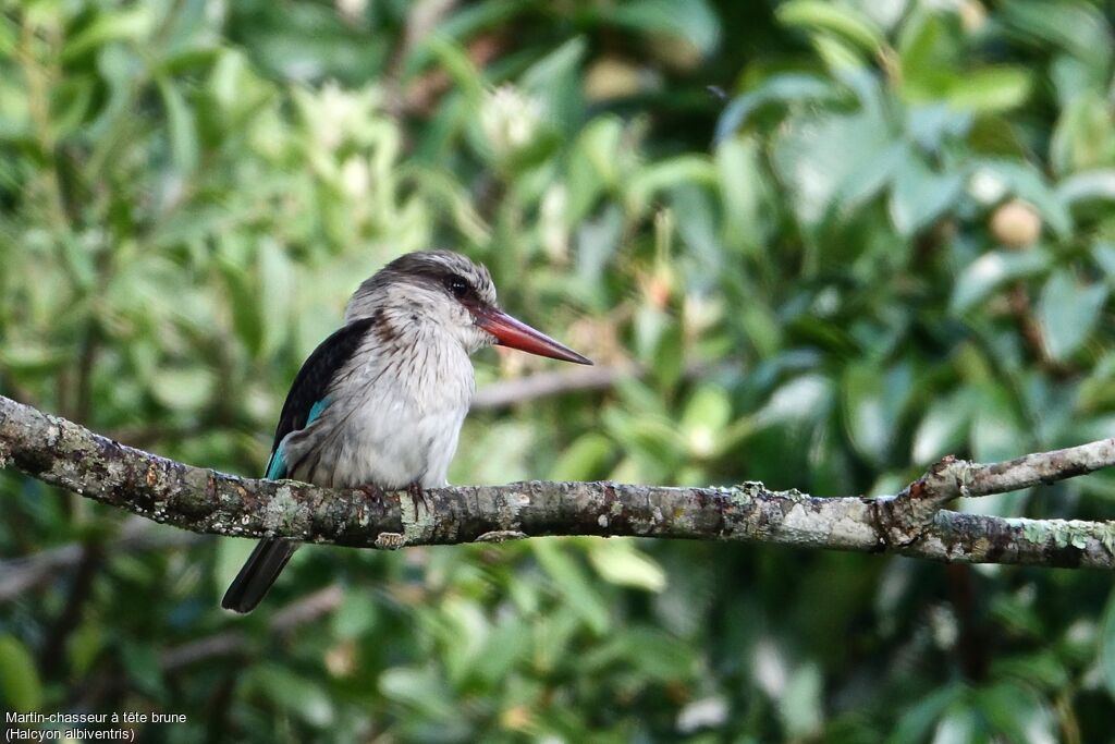 Brown-hooded Kingfisher