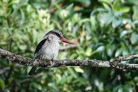 Brown-hooded Kingfisher