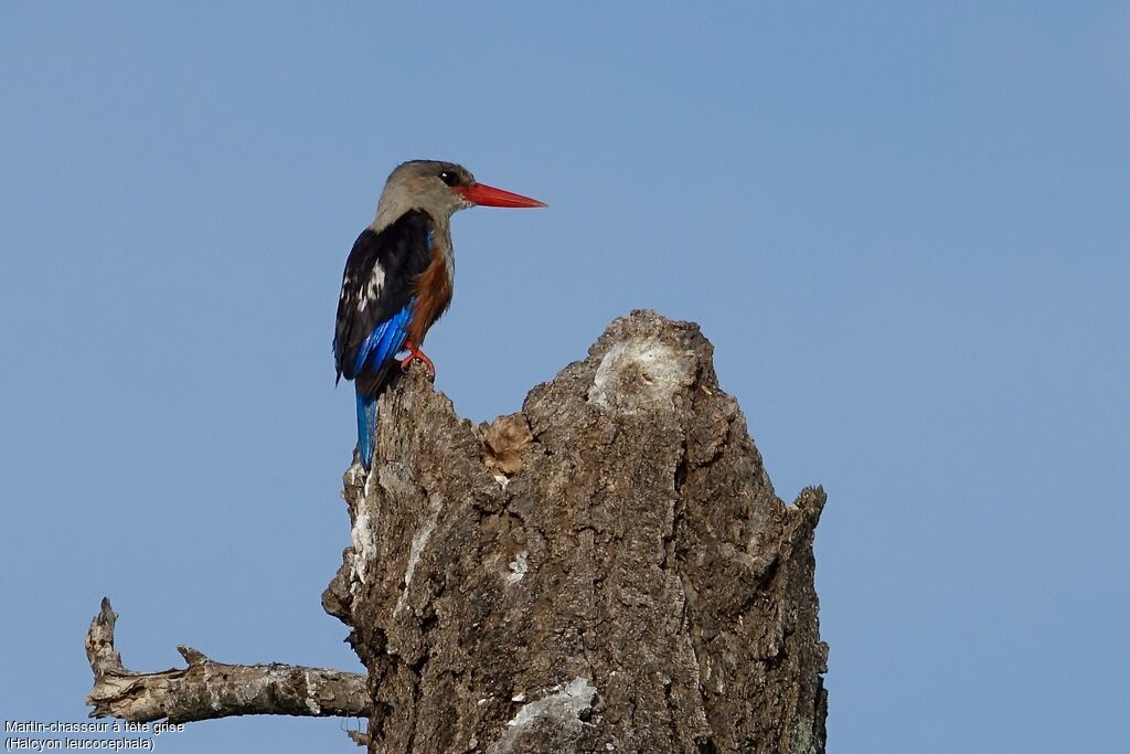 Grey-headed Kingfisher