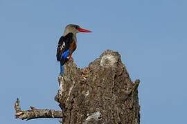 Grey-headed Kingfisher