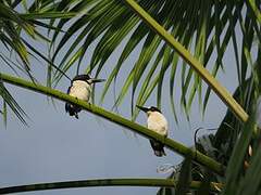 Blue-and-white Kingfisher