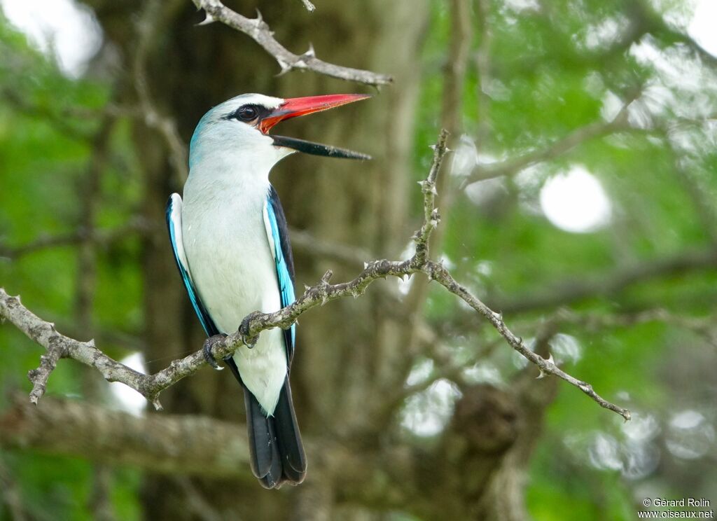 Woodland Kingfisher