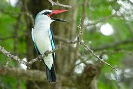 Woodland Kingfisher