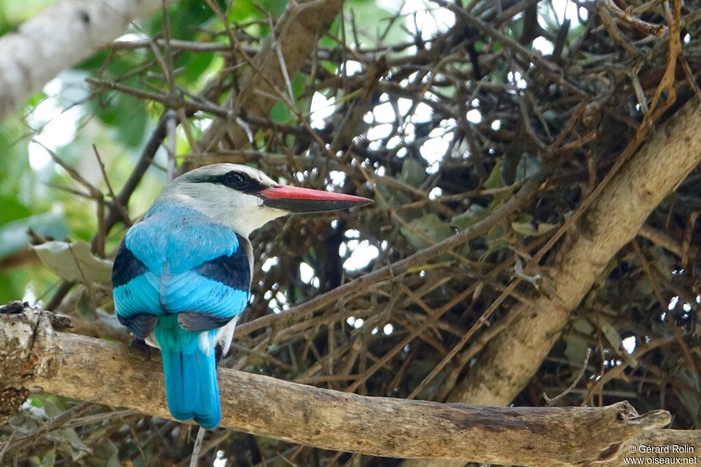 Woodland Kingfisher