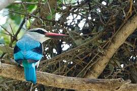 Woodland Kingfisher