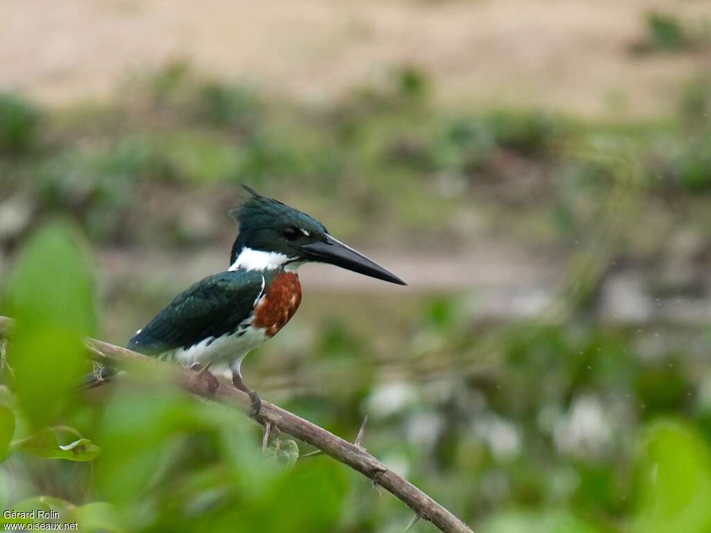 Martin-pêcheur d'Amazonie mâle adulte, pigmentation