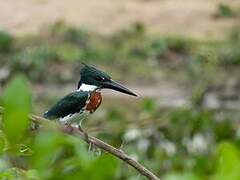 Amazon Kingfisher