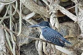 Giant Kingfisher