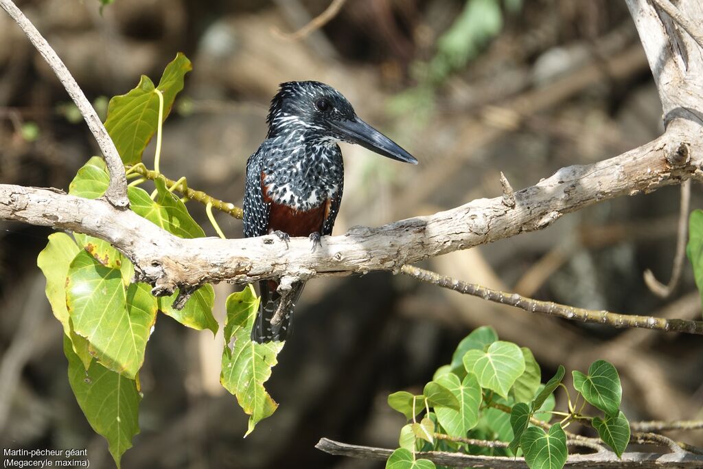 Giant Kingfisher