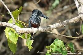 Giant Kingfisher