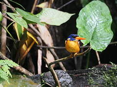 Moluccan Dwarf Kingfisher