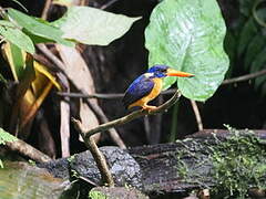 Moluccan Dwarf Kingfisher