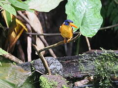 Moluccan Dwarf Kingfisher