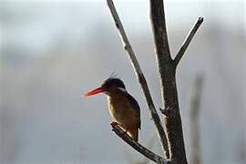 Malachite Kingfisher