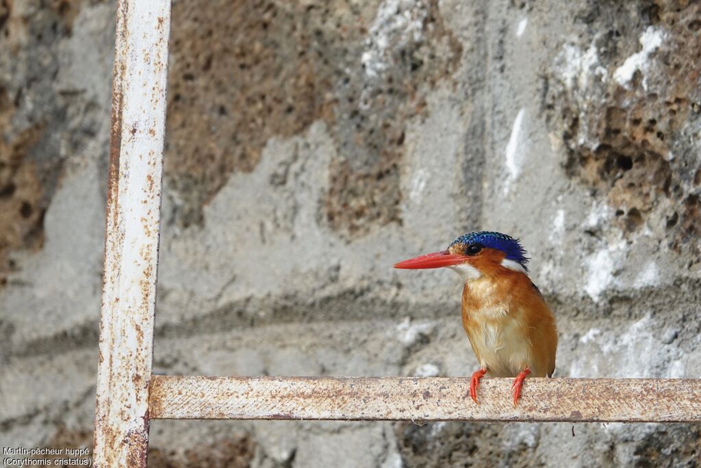 Malachite Kingfisher