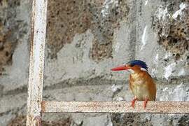 Malachite Kingfisher