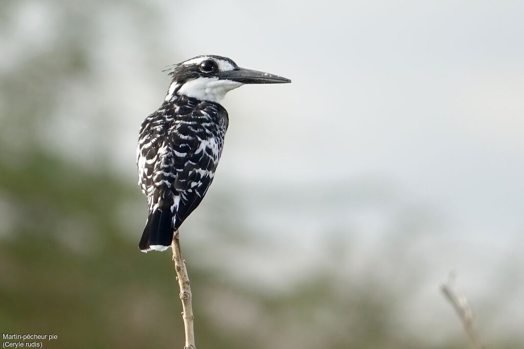 Pied Kingfisher