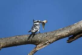 Pied Kingfisher