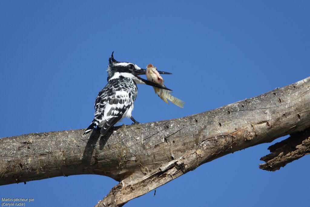 Pied Kingfisher