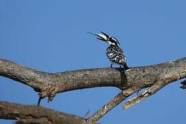 Pied Kingfisher