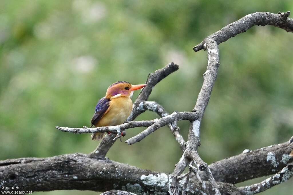 African Pygmy Kingfisheradult, habitat, pigmentation