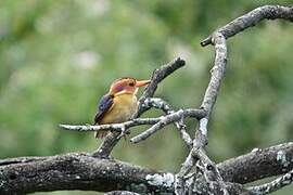 African Pygmy Kingfisher