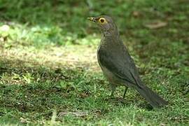 Spectacled Thrush