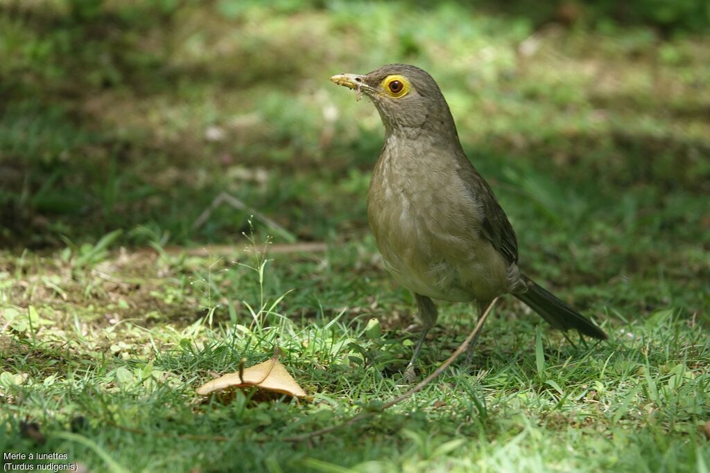 Spectacled Thrush