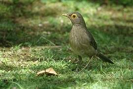 Spectacled Thrush