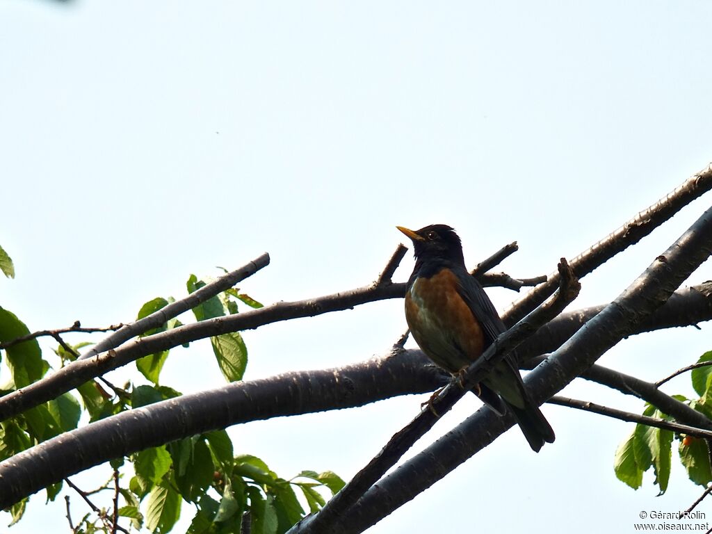 Black-breasted Thrush