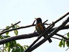 Black-breasted Thrush