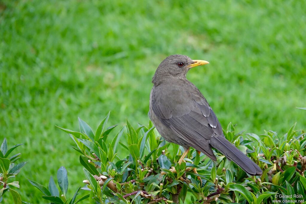 Chiguanco Thrush