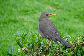 Chiguanco Thrush