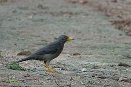 Karoo Thrush