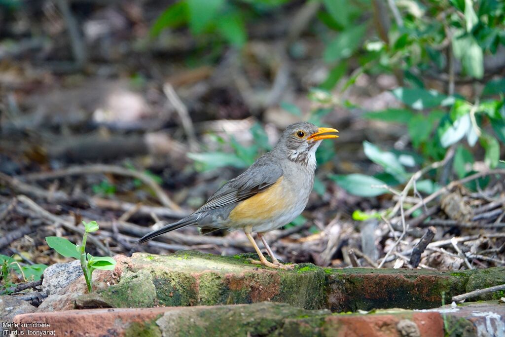 Kurrichane Thrush