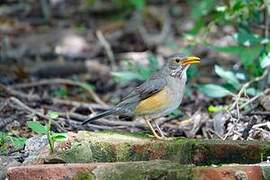 Kurrichane Thrush