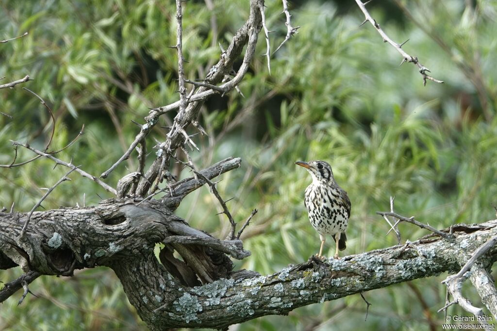 Groundscraper Thrush