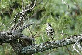 Groundscraper Thrush