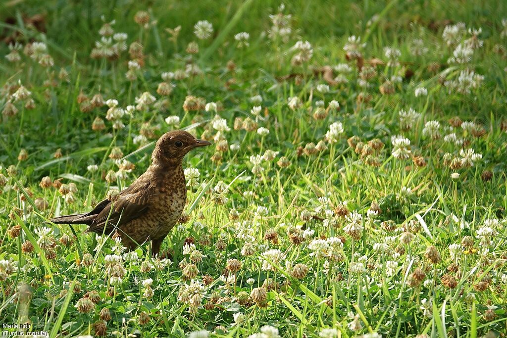 Common Blackbird