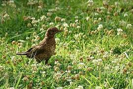 Common Blackbird