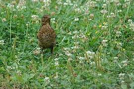 Common Blackbird