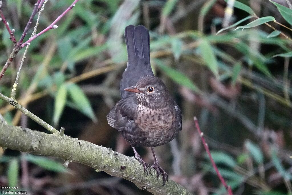 Common Blackbird