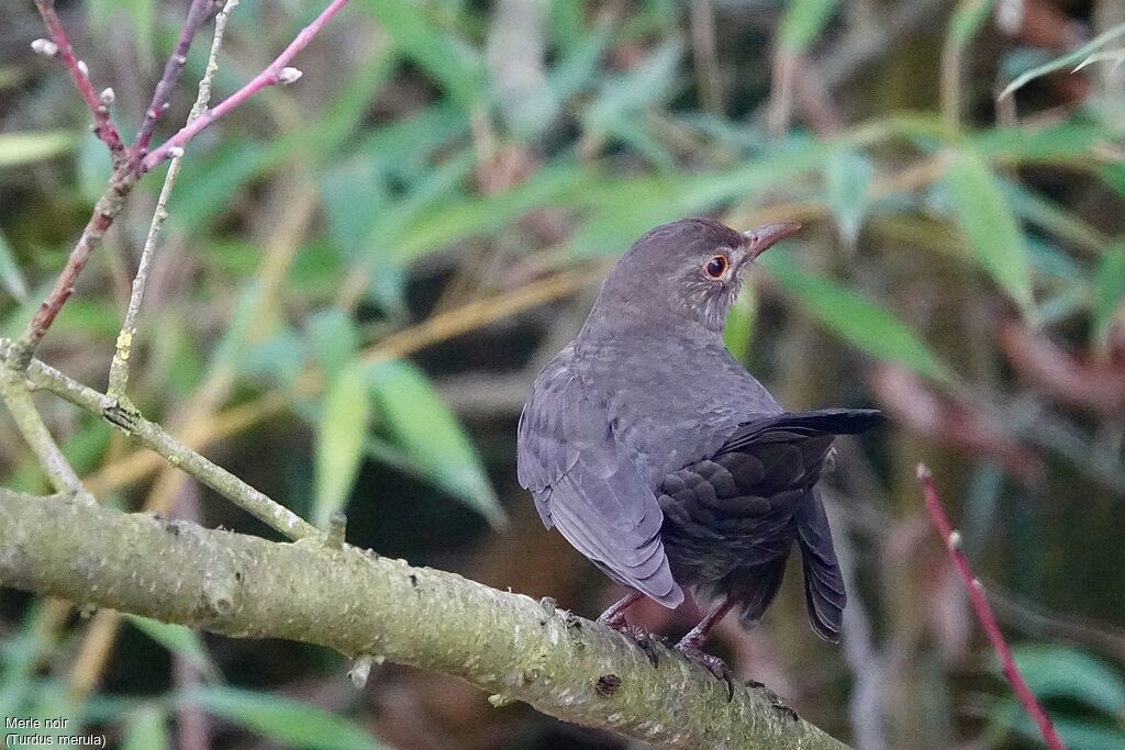 Common Blackbird